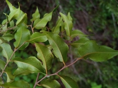 Leptolaena cuspidata