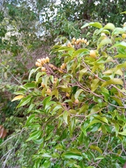 Leptolaena cuspidata