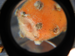 Pereskiopsis diguetii