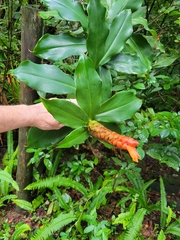 Costus woodsonii