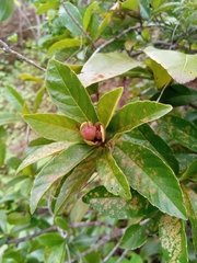 Tetracera