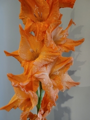 Gladiolus × hortulanus