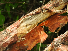 Pereskiopsis diguetii