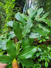 Costus woodsonii