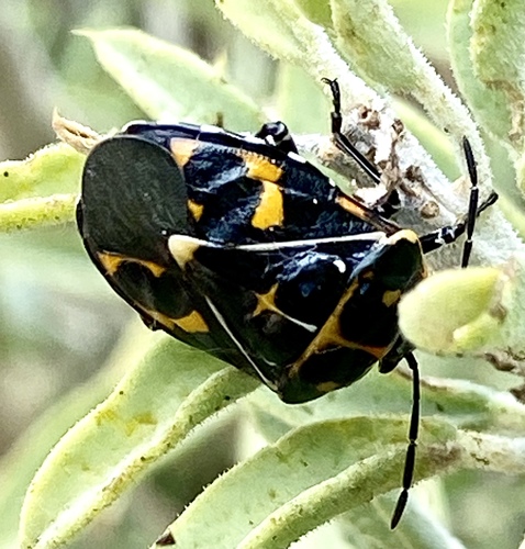 iNaturalist observation photo of Harlequin Bug