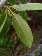 Tetracera