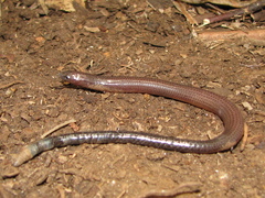 Ophioscincus truncatus