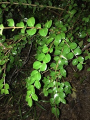 Luma apiculata