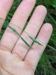 Bromopsis