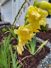 Gladiolus × hortulanus