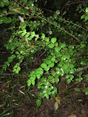 Luma apiculata