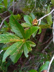 Tetracera