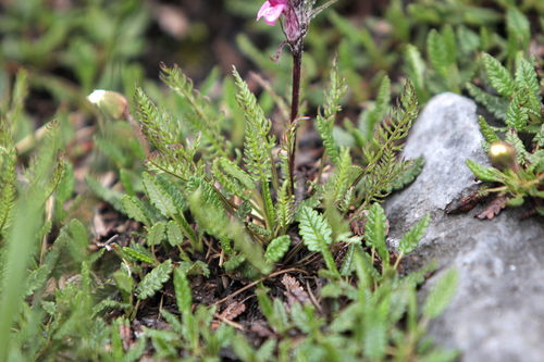 Image of Pedicularis rosea by (c) jfgodeau, some rights reserved (CC BY-SA)