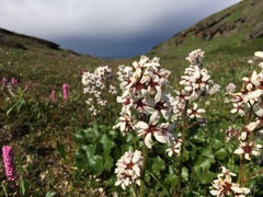 Boykinia richardsonii