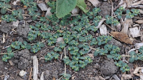 photo of Matted Sandmat (Euphorbia serpens)