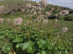 Boykinia richardsonii