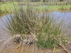 Juncus roemerianus