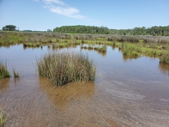Juncus roemerianus