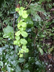 Boquila trifoliolata