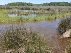 Juncus roemerianus