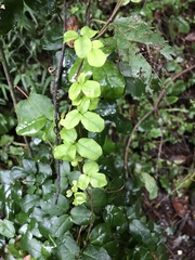 Boquila trifoliolata