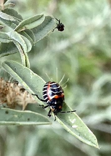 iNaturalist observation photo of Harlequin Bug