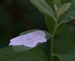 Scopula quinquelinearia