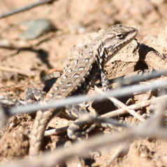 Liolaemus chacoensis