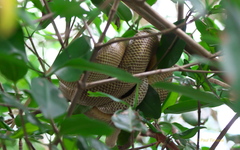 Corallus ruschenbergerii