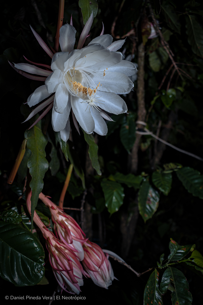 Epiphyllum oxypetalum, Ejido "Tierra y Libertad", Jiquipilas, Chiapas, MX