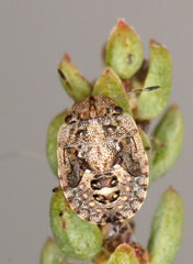 Sciocoris pallens