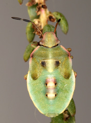 Brachynema purpureomarginatum