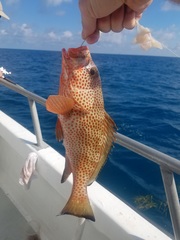 Epinephelus guttatus