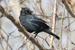 Rusty Blackbird photo 5
