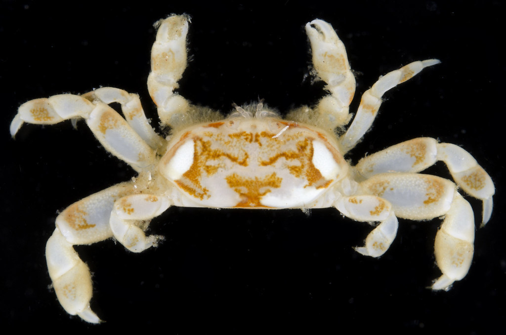Tube-dwelling Pea Crab