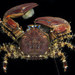 Flattop Crab - Photo (c) Hakai Institute, some rights reserved (CC BY-NC), uploaded by Hakai Institute