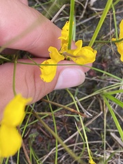 Utricularia cornuta