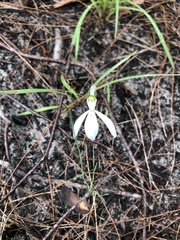 Caladenia picta