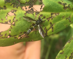 Physocephala furcillata