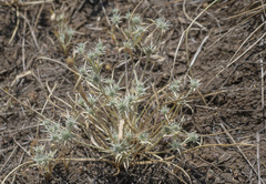 Eryngium petiolatum