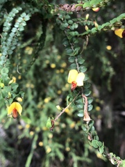 Bossiaea brownii