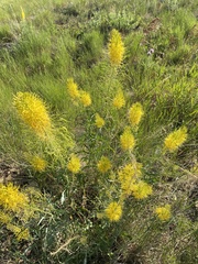 Stanleya pinnata