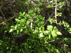 Pereskiopsis diguetii