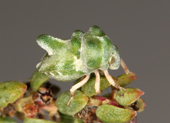Tarisa flavescens