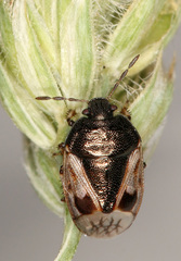 Crocistethus waltlianus