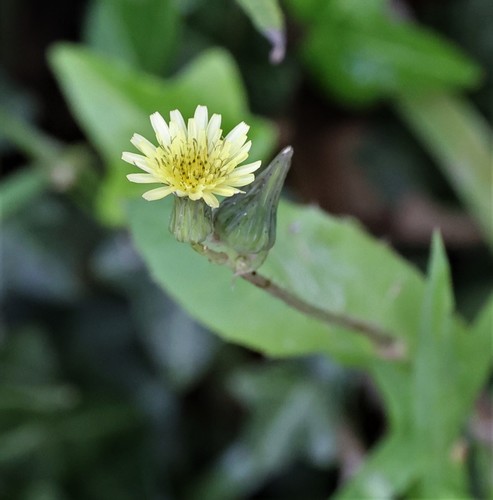 photo of Common Sow-thistle (Sonchus oleraceus)