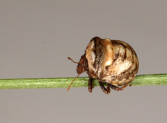 Vilpianus galii