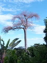 Adansonia