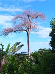 Adansonia
