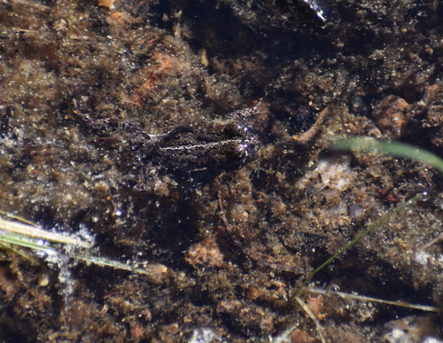 iNaturalist observation photo of Yosemite Toad
